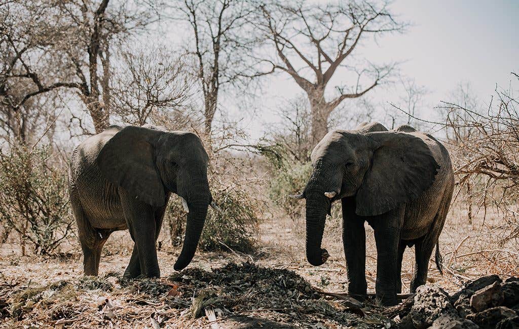 Wild elephants at this safari wedding
